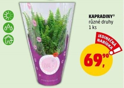 Kapradina