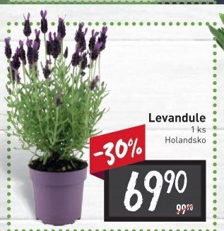 Levandule