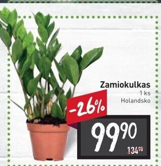 Zamioculcas - Zamiokulkas