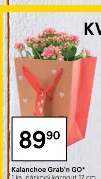Kalanchoe - Kolopejka