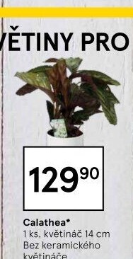 Kalatea - Calathea