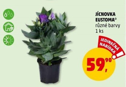 Eustoma - Jícnovka - Lisianthus