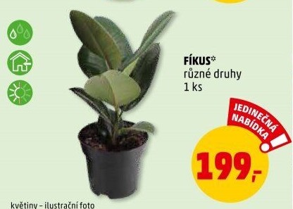 Fíkus