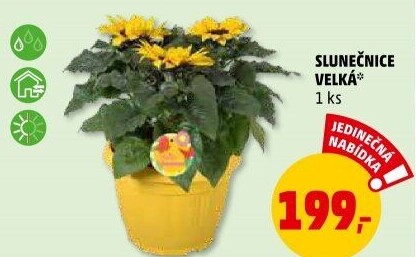 Slunečnice - Hellianthus