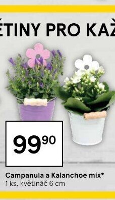 Campanula - Zvonek