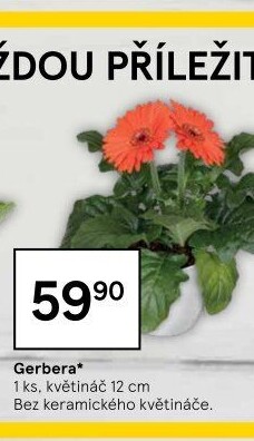 Gerbera