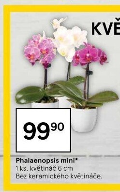 Orchidej