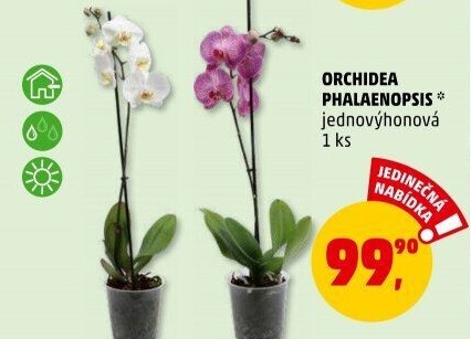 Orchidej