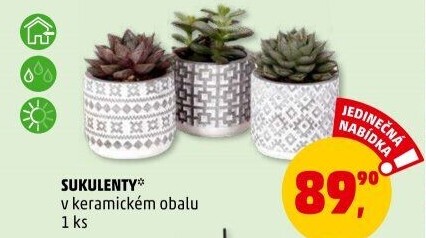 Sukulent