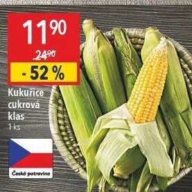 Kukuřice klas