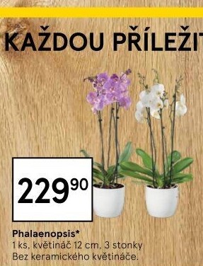 Orchidej