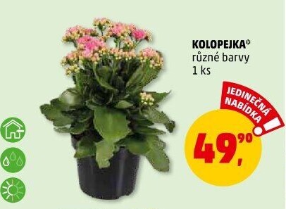 Kalanchoe - Kolopejka
