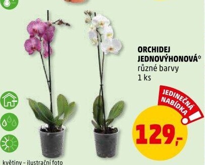 Orchidej