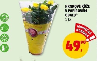 Růže