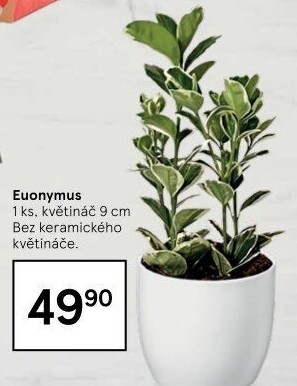 Brslen - Euonymus