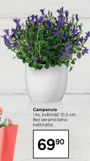 Campanula - Zvonek