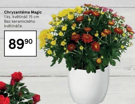 Chrysanthemum - Chryzantéma