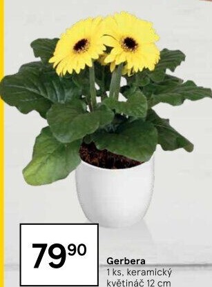 Gerbera