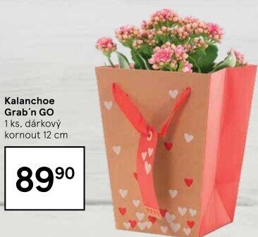 Kalanchoe - Kolopejka