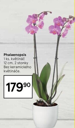 Orchidej