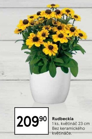 Rudbekie - Třapatka