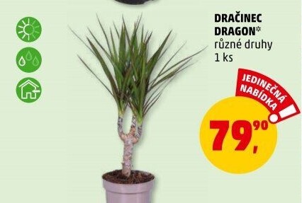 Dracena
