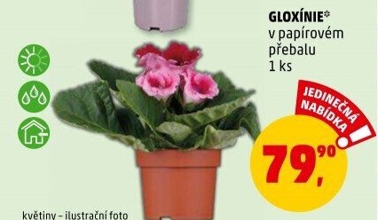 Gloxinie