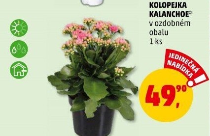 Kalanchoe - Kolopejka