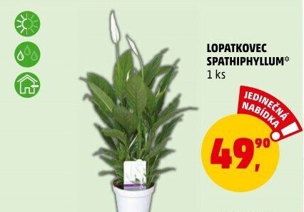 Spathiphyllum - Spatyfilium - Toulcovka - Lopatkovec
