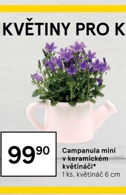 Campanula - Zvonek