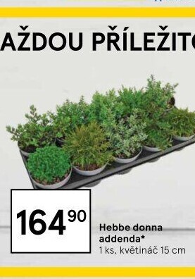 Hebbe donna addenda