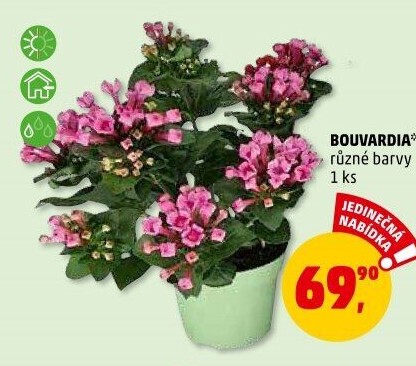 Bouvardia