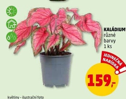 Kaládium - Caladium