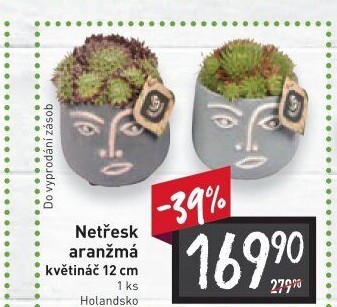 Sempervivum - netřesk