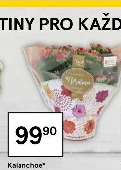 Kalanchoe - Kolopejka