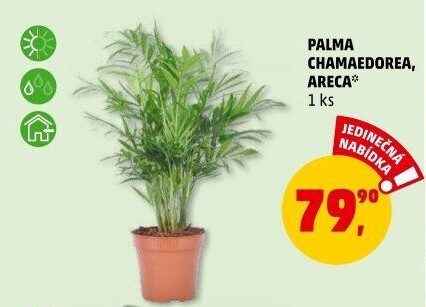 Chamaedorea - Horská palma