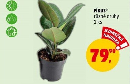 Fíkus