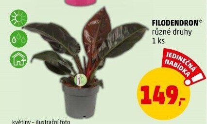 Filodendron - Philodendron