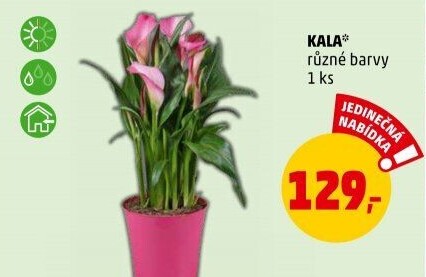 Kala - Calla