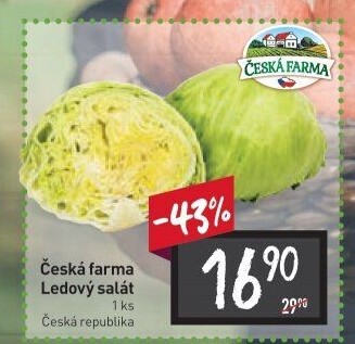 Salát ledový Česká farma