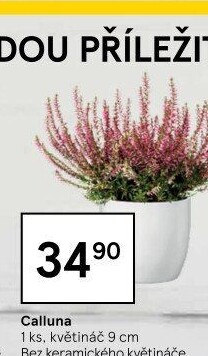 Vřes - Calluna