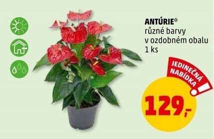 Anturie