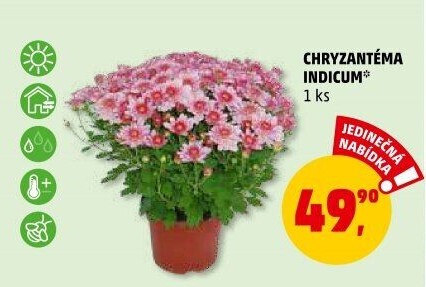 Chrysanthemum - Chryzantéma