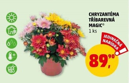 Chrysanthemum - Chryzantéma