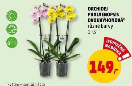 Orchidej