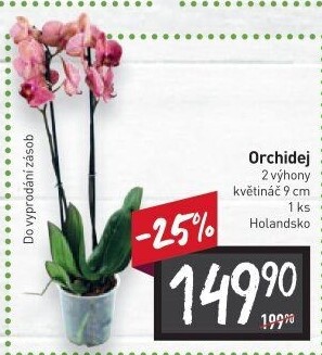 Orchidej