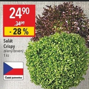 Salát listový Crispy