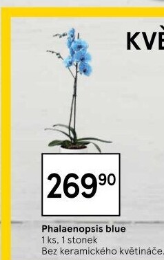 Orchidej
