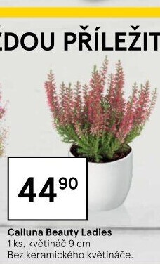 Vřes - Calluna