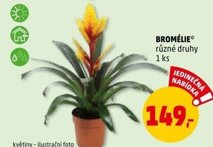 Bromelia